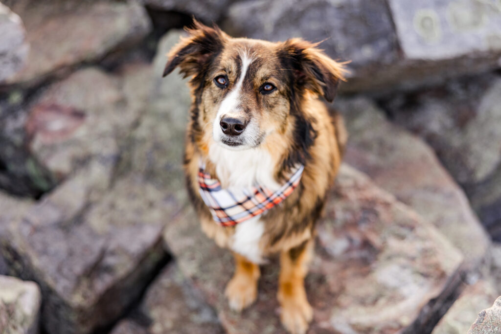 Shenandoah dog friendly hikes