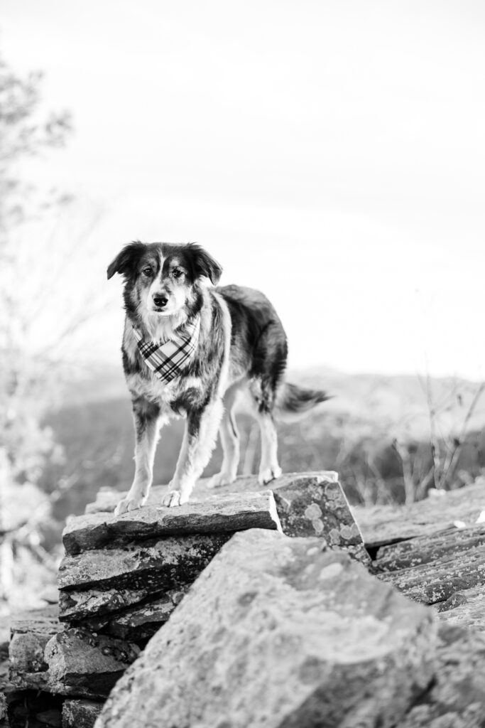 Shenandoah dog friendly hikes