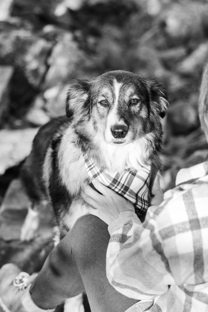 Shenandoah dog photographer