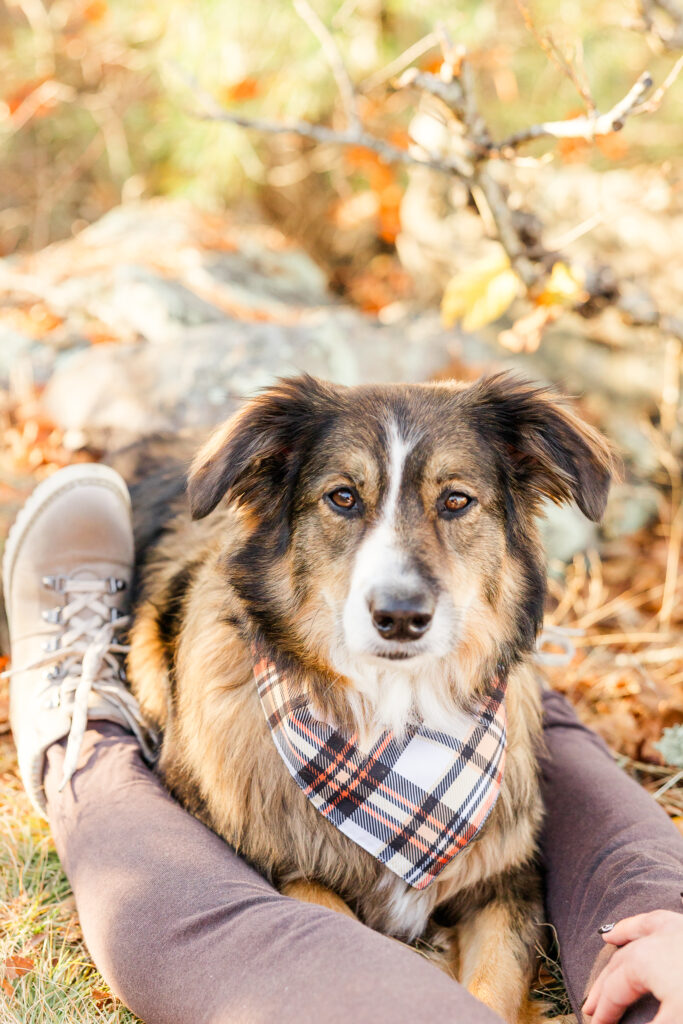 Shenandoah dog photographer