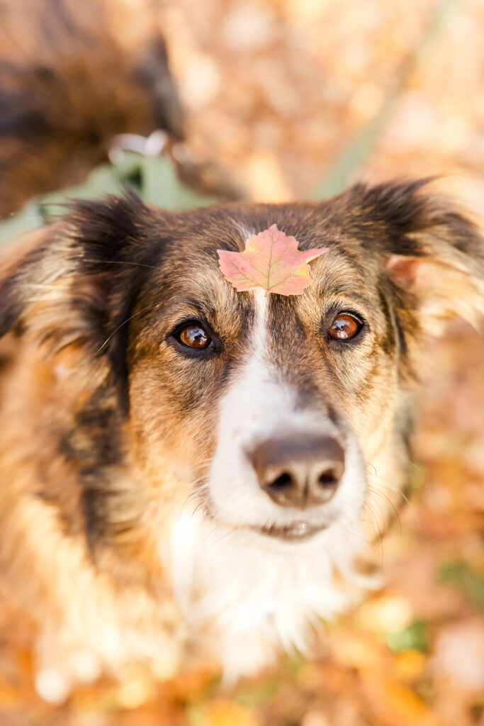 Shenandoah dog friendly hikes