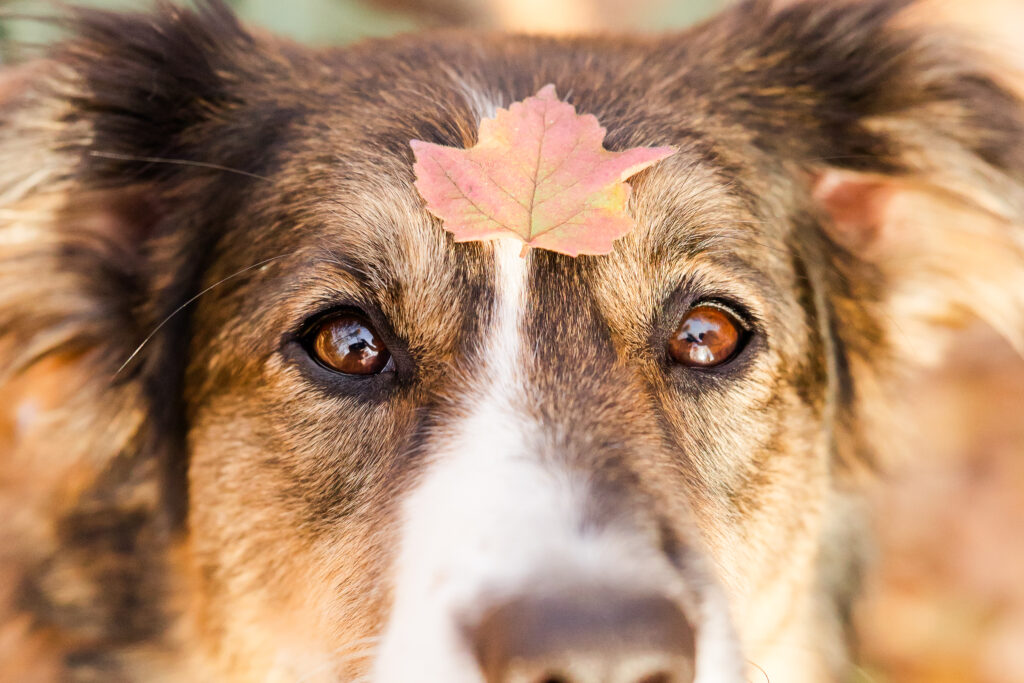 Shenandoah dog friendly hikes